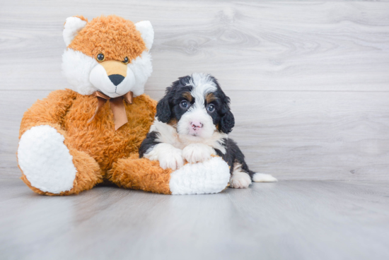 Mini Bernedoodle Puppy for Adoption