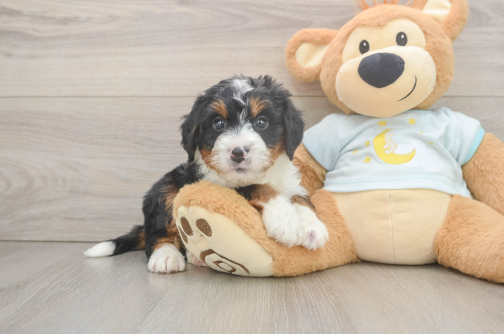 5 week old Mini Bernedoodle Puppy For Sale - Premier Pups