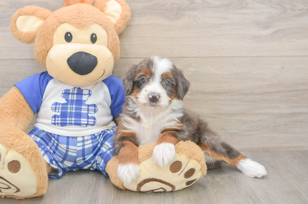 5 week old Mini Bernedoodle Puppy For Sale - Premier Pups