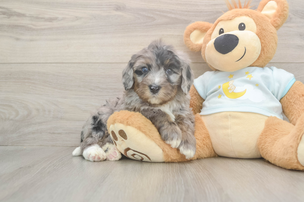 5 week old Mini Bernedoodle Puppy For Sale - Premier Pups