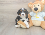 6 week old Mini Bernedoodle Puppy For Sale - Premier Pups