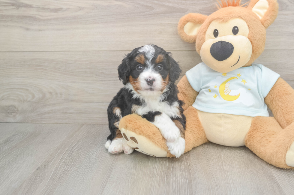 5 week old Mini Bernedoodle Puppy For Sale - Premier Pups