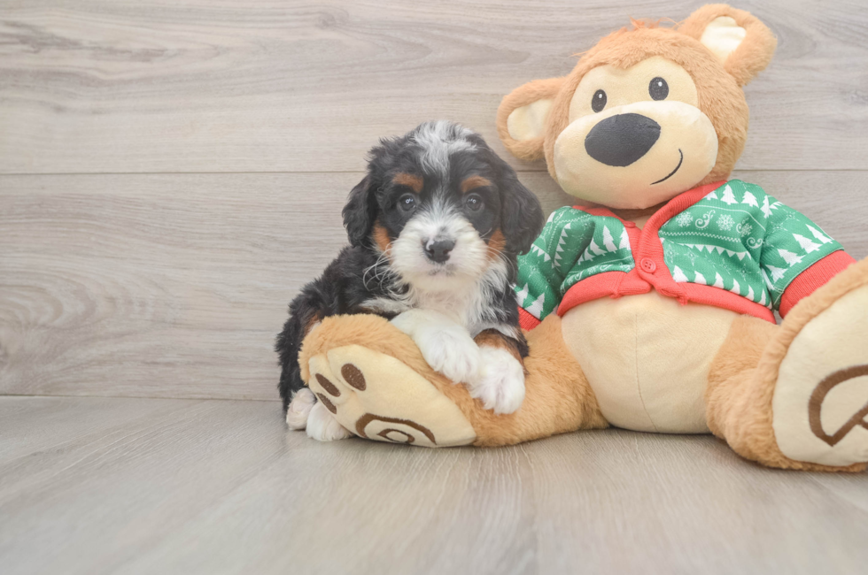 5 week old Mini Bernedoodle Puppy For Sale - Premier Pups