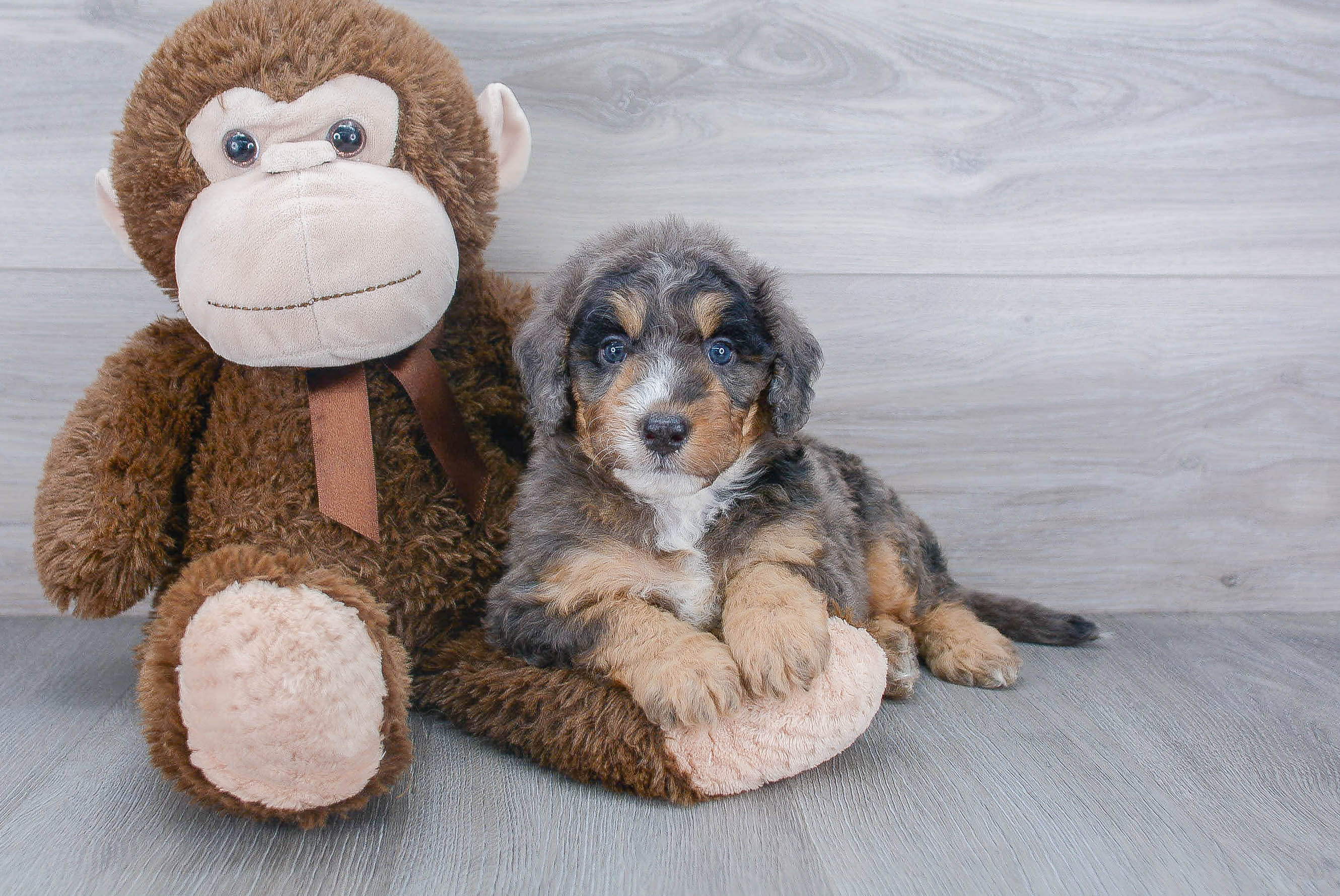 Mini Bernedoodle Pup Being Cute