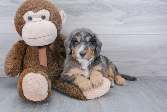 Mini Bernedoodle Pup Being Cute