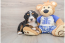 Fluffy Mini Bernedoodle Poodle Mix Pup
