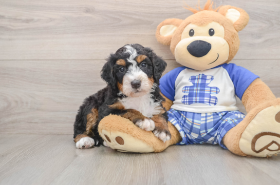 Fluffy Mini Bernedoodle Poodle Mix Pup