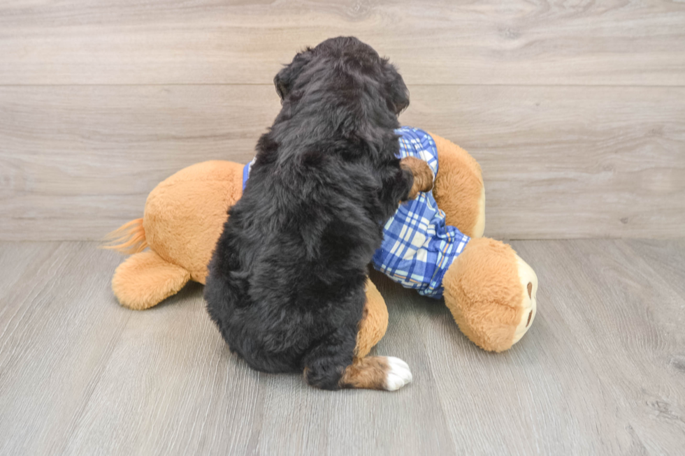 Mini Bernedoodle Puppy for Adoption