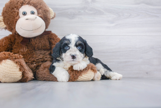 Playful Bernadoodle Poodle Mix Puppy