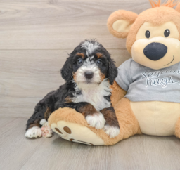 7 week old Mini Bernedoodle Puppy For Sale - Premier Pups