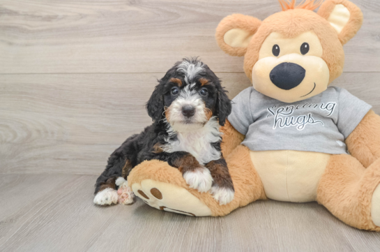 Mini Bernedoodle Pup Being Cute