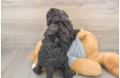 Mini Bernedoodle Puppy for Adoption