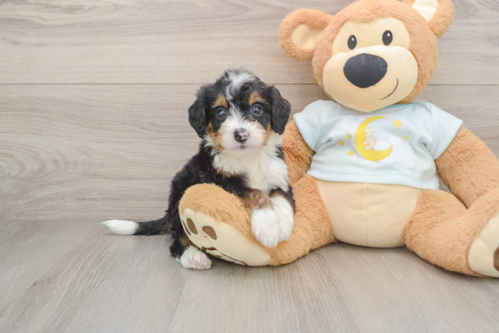 Mini Bernedoodle Pup Being Cute