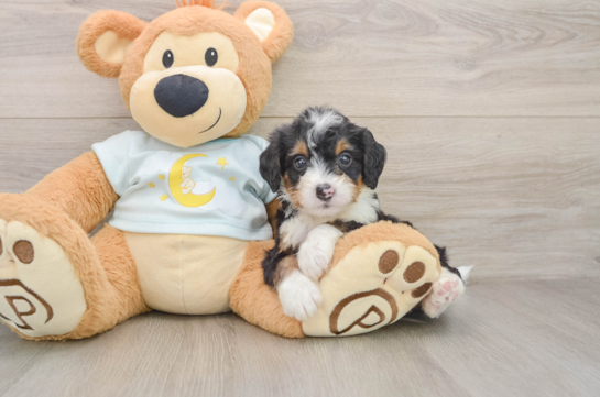 Mini Bernedoodle Puppy for Adoption