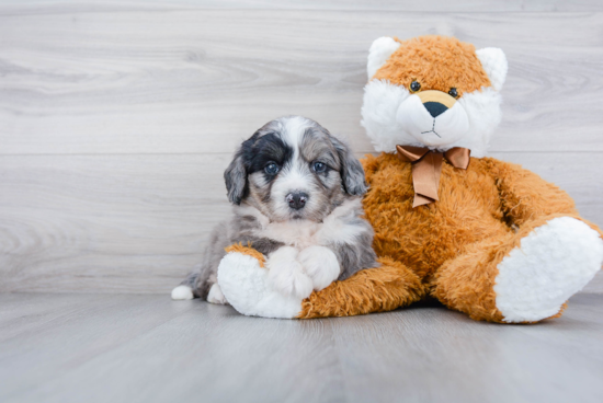 Mini Bernedoodle Pup Being Cute