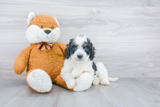 Smart Mini Bernedoodle Poodle Mix Pup