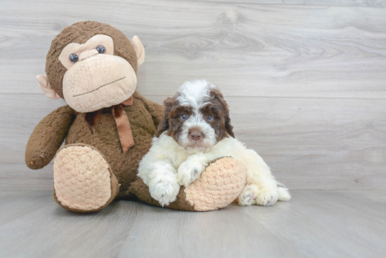 Smart Mini Bernedoodle Poodle Mix Pup