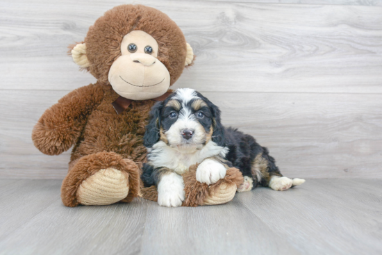 Mini Bernedoodle Puppy for Adoption