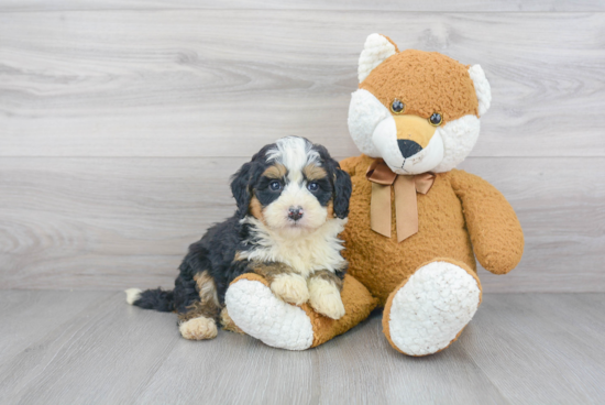 Mini Bernedoodle Pup Being Cute