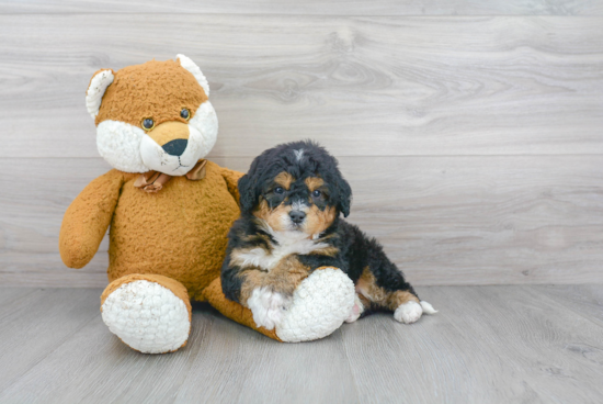 Sweet Mini Bernedoodle Baby