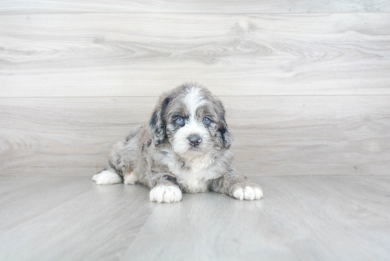 Fluffy Mini Bernedoodle Poodle Mix Pup