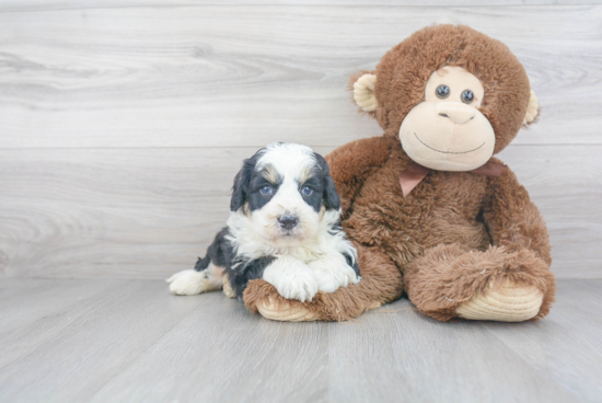 Friendly Mini Bernedoodle Baby