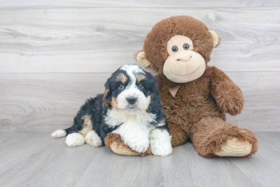 Friendly Mini Bernedoodle Baby