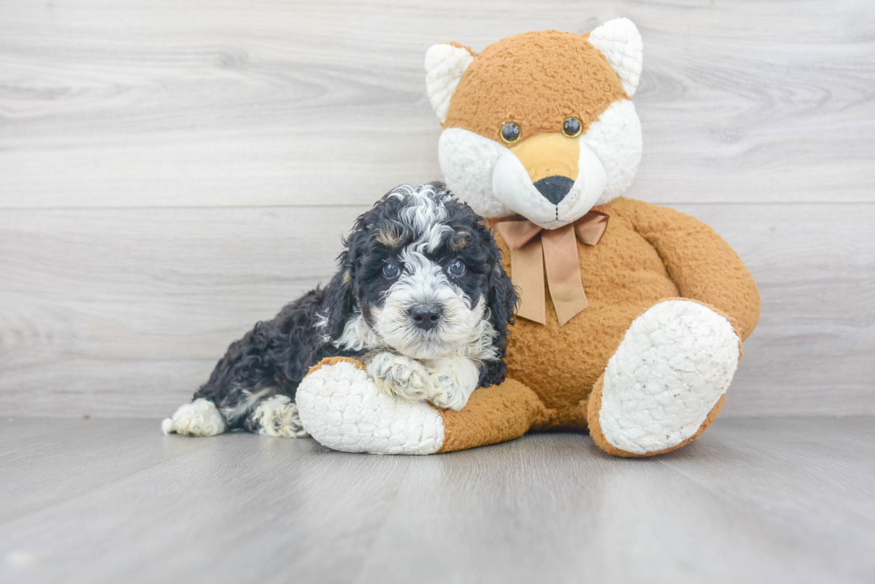 Mini Bernedoodle Puppy for Adoption