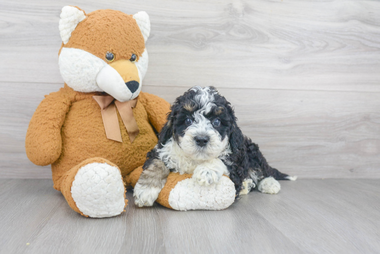 Best Mini Bernedoodle Baby