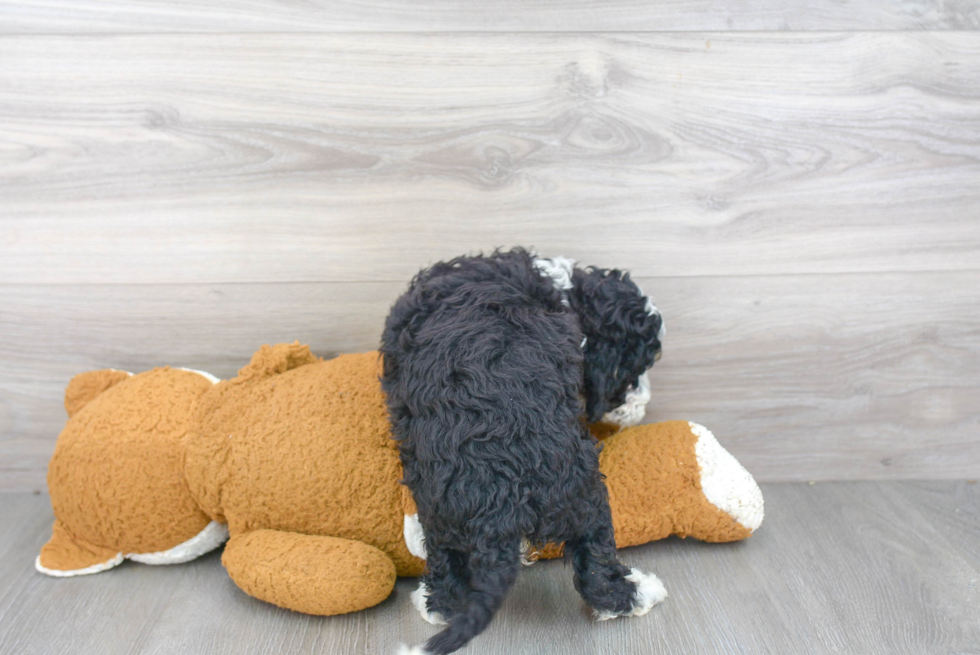 Little Mini Berniedoodle Poodle Mix Puppy