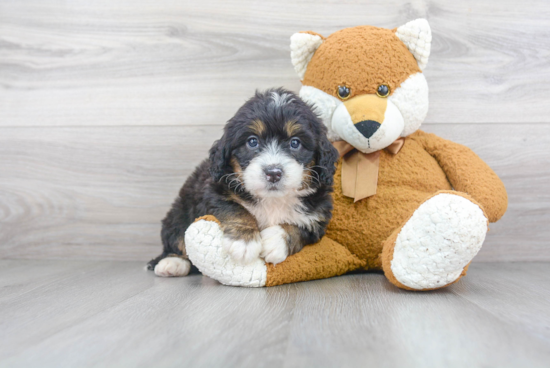 Fluffy Mini Bernedoodle Poodle Mix Pup