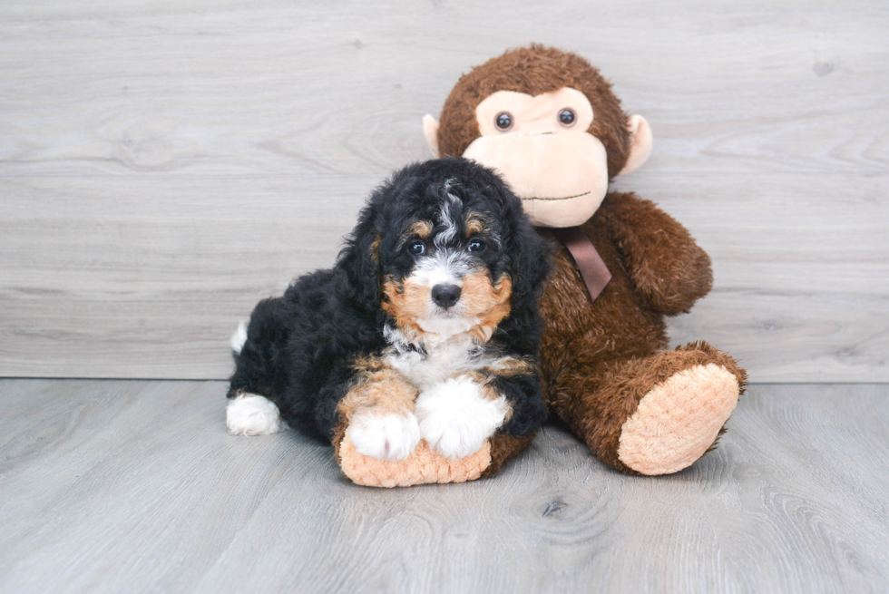 Hypoallergenic Bernadoodle Poodle Mix Puppy