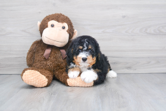 Mini Bernedoodle Puppy for Adoption