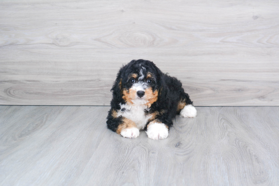 Petite Mini Bernedoodle Poodle Mix Pup