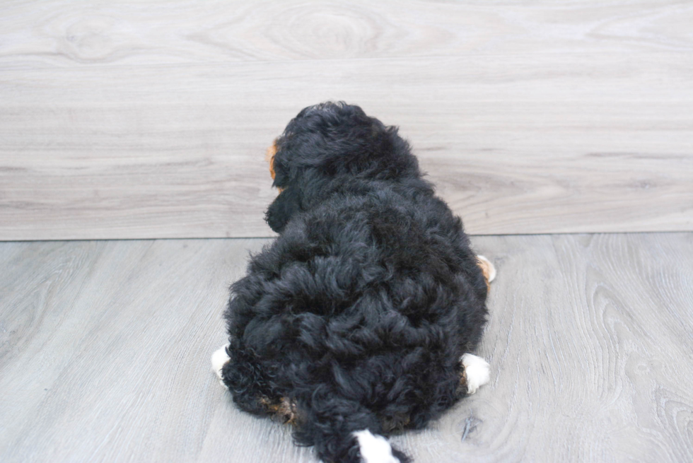 Mini Bernedoodle Pup Being Cute