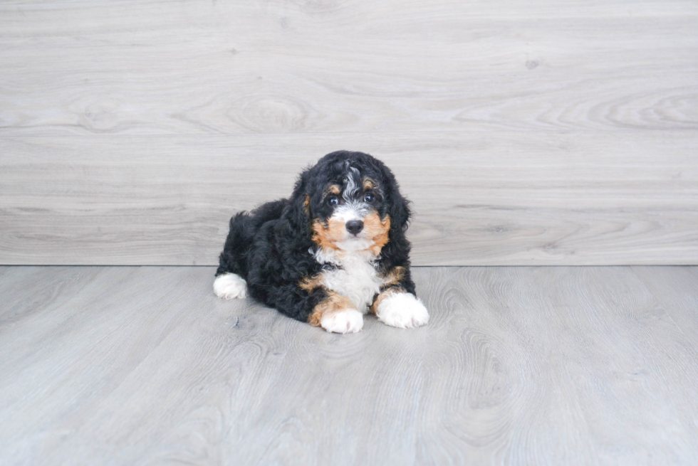 Best Mini Bernedoodle Baby