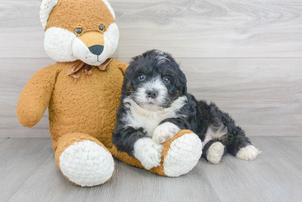 Best Mini Bernedoodle Baby