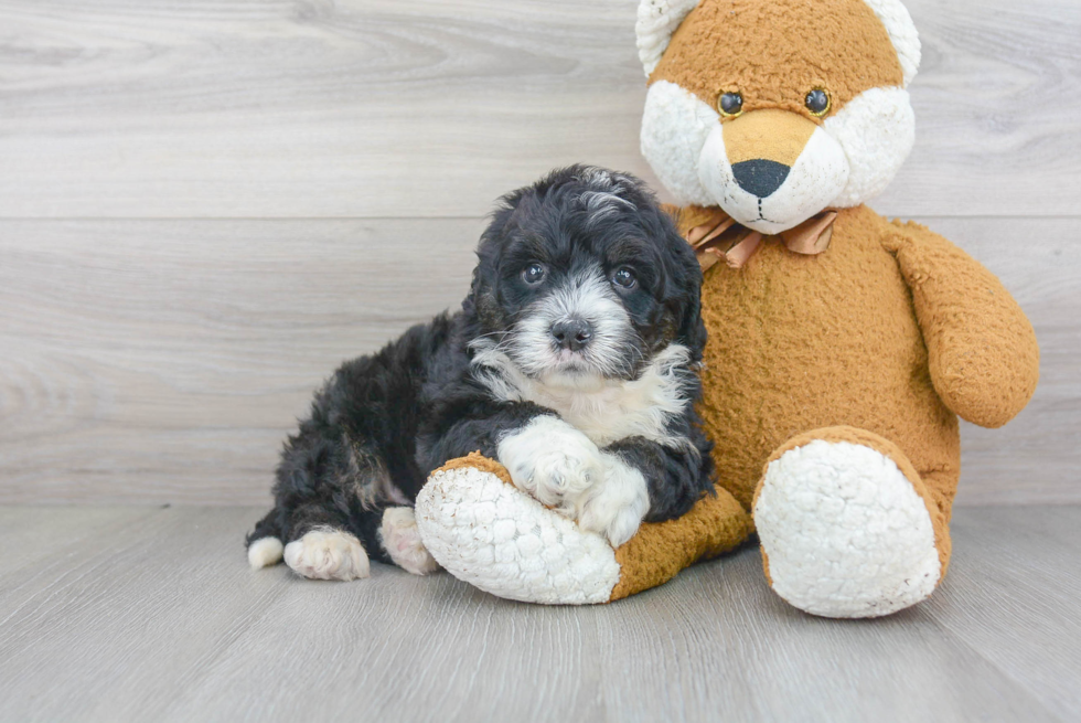 Mini Bernedoodle Pup Being Cute