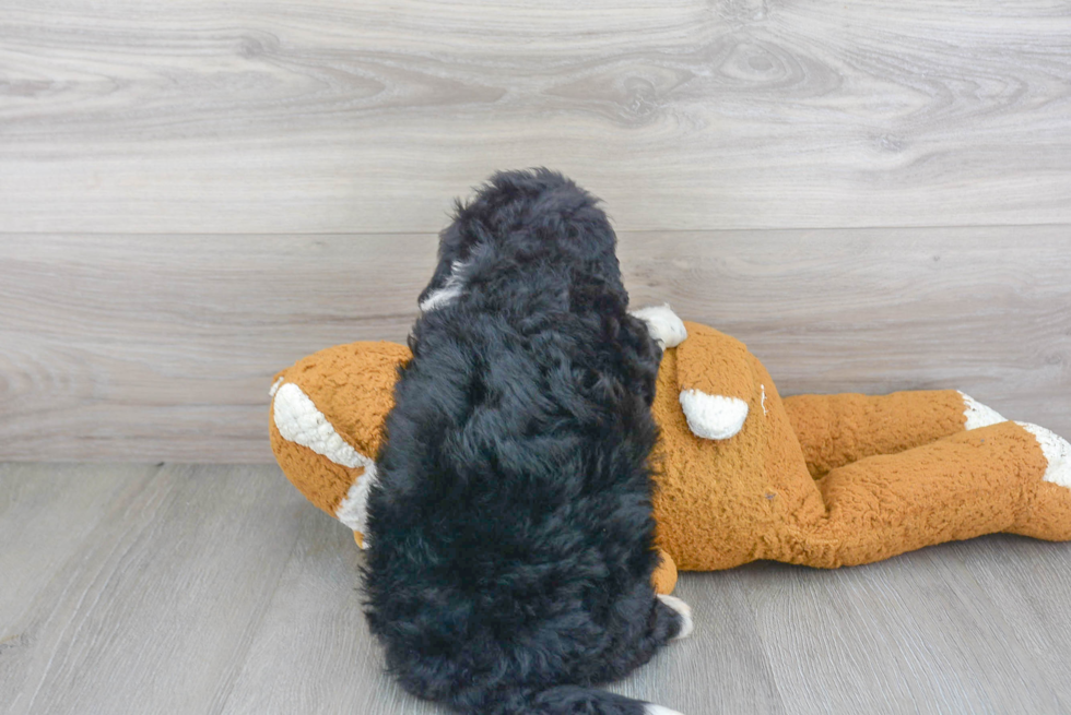 Mini Bernedoodle Pup Being Cute