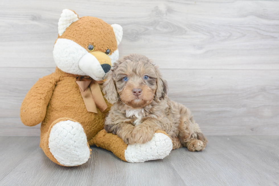 Cute Mini Bernedoodle Baby