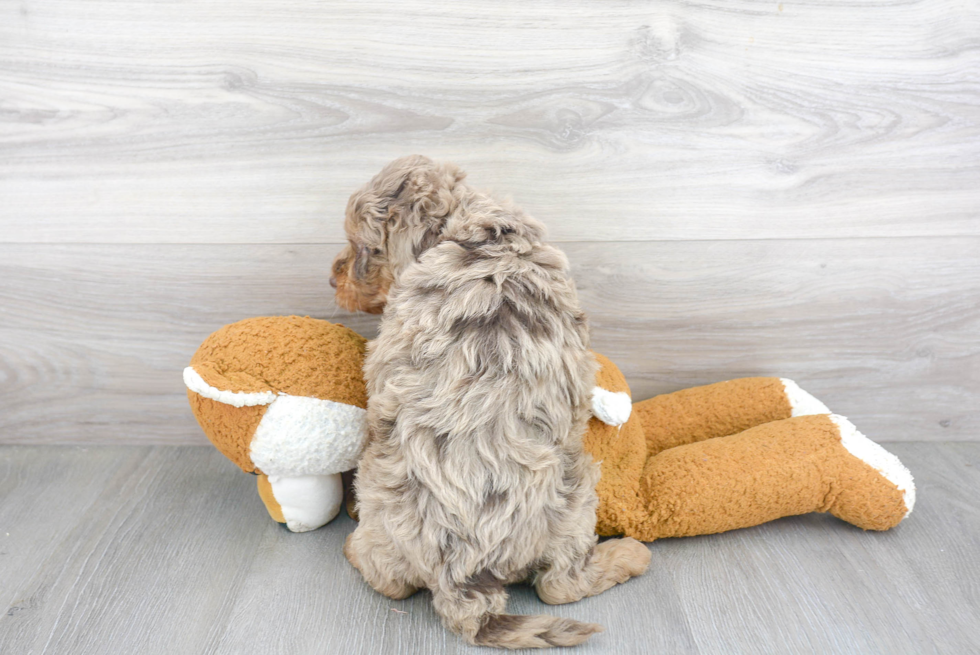 Fluffy Mini Bernedoodle Poodle Mix Pup