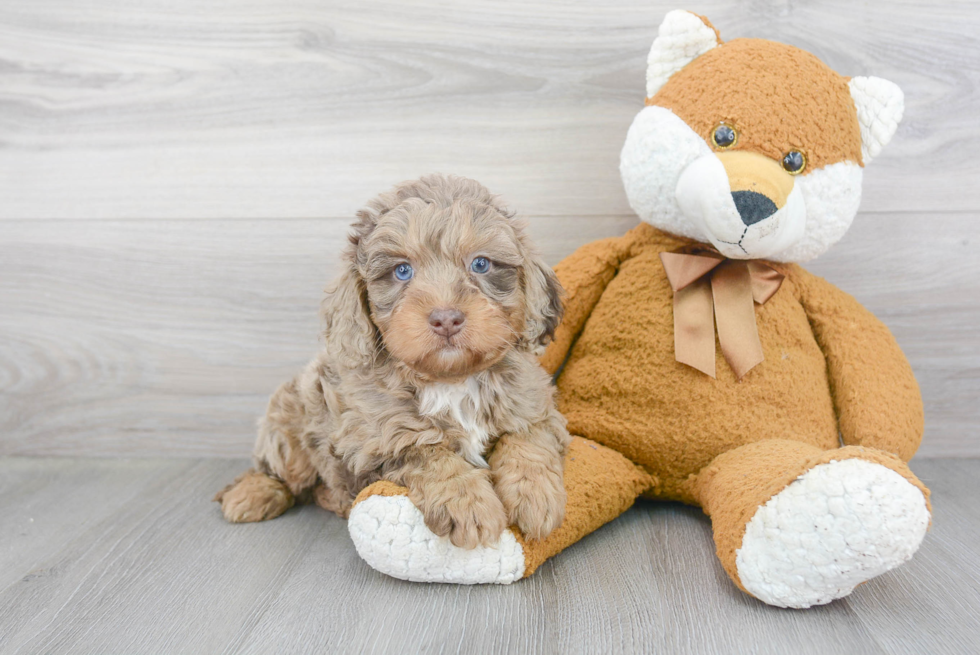 Mini Bernedoodle Pup Being Cute