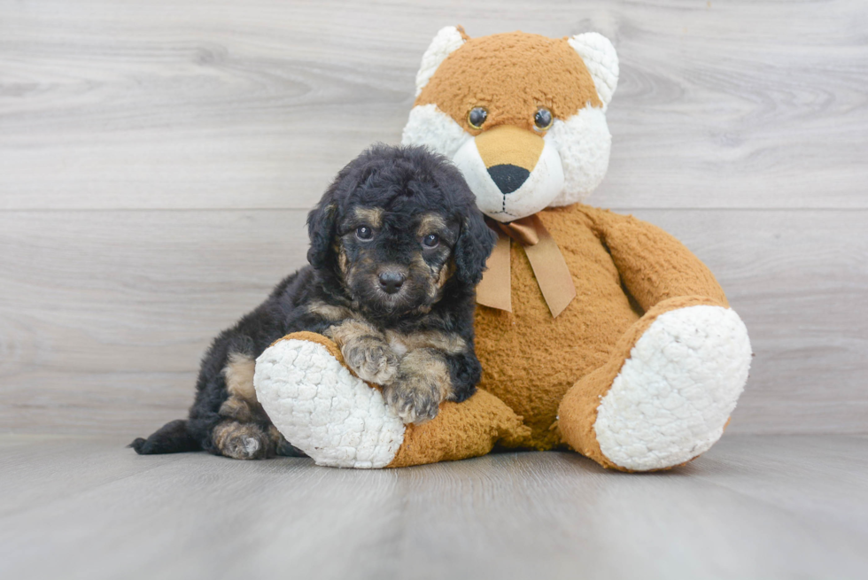 Small Mini Bernedoodle Baby