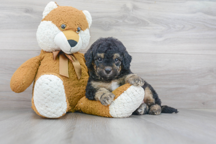 Mini Bernedoodle Pup Being Cute