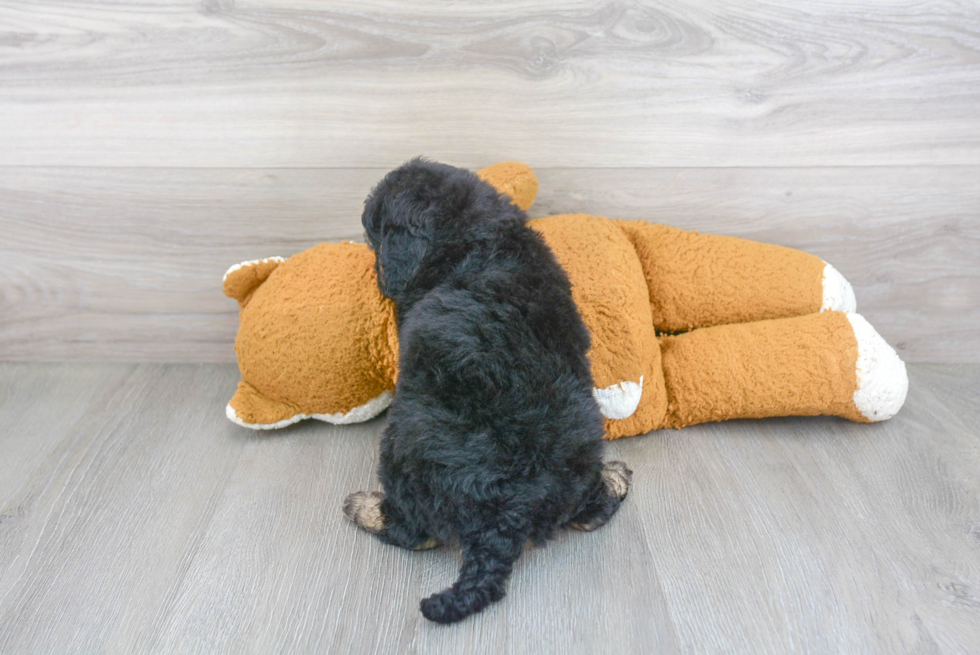 Little Bernadoodle Poodle Mix Puppy