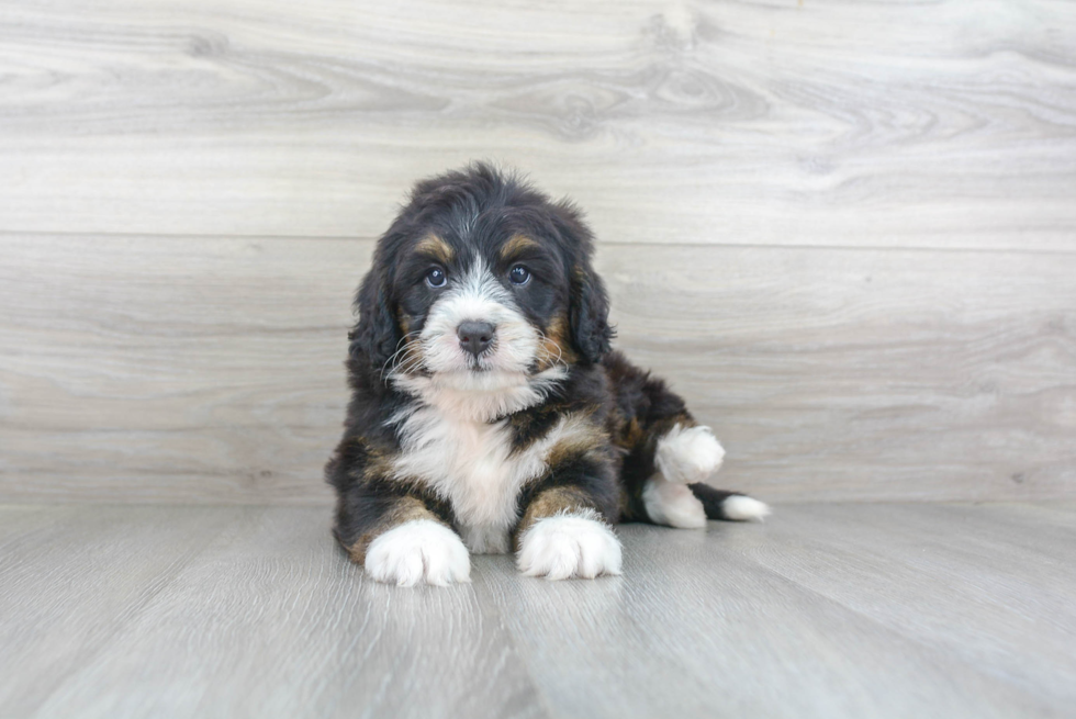 Popular Mini Bernedoodle Poodle Mix Pup