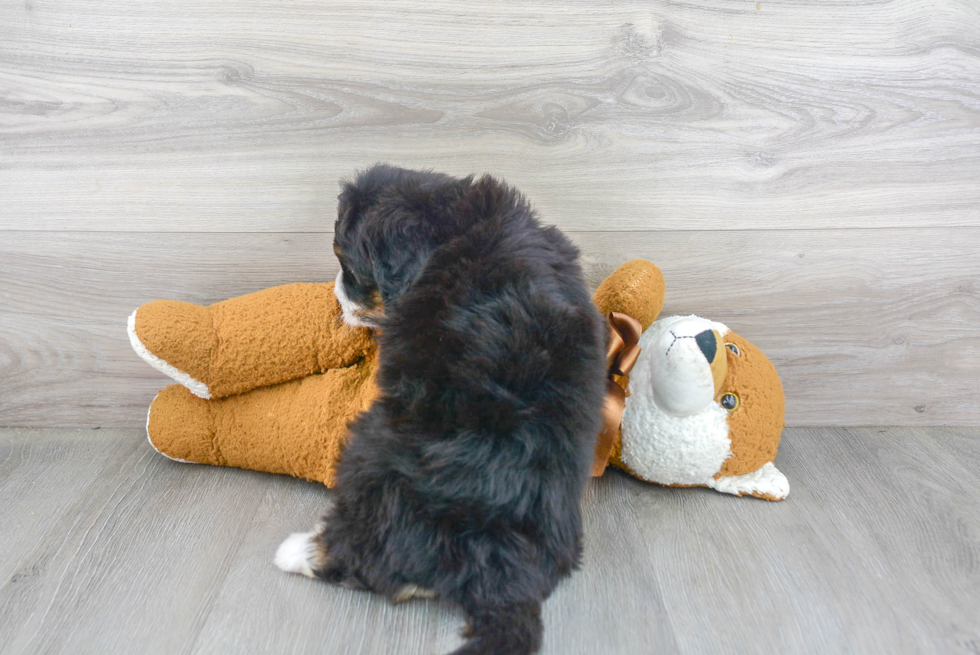 Best Mini Bernedoodle Baby