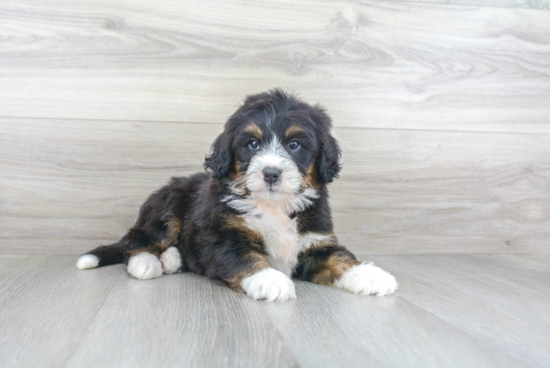 Mini Bernedoodle Puppy for Adoption