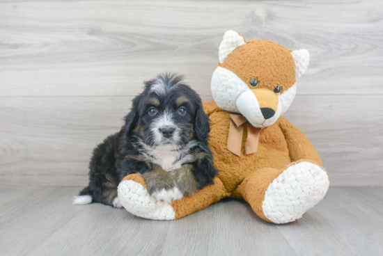 Playful Mini Berniedoodle Poodle Mix Puppy