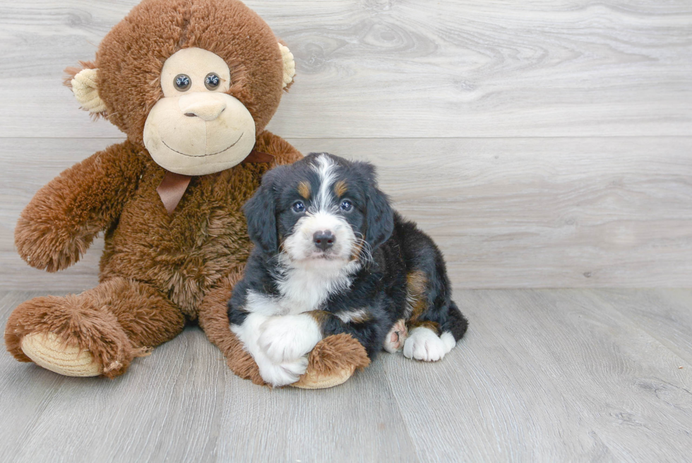 Mini Bernedoodle Puppy for Adoption